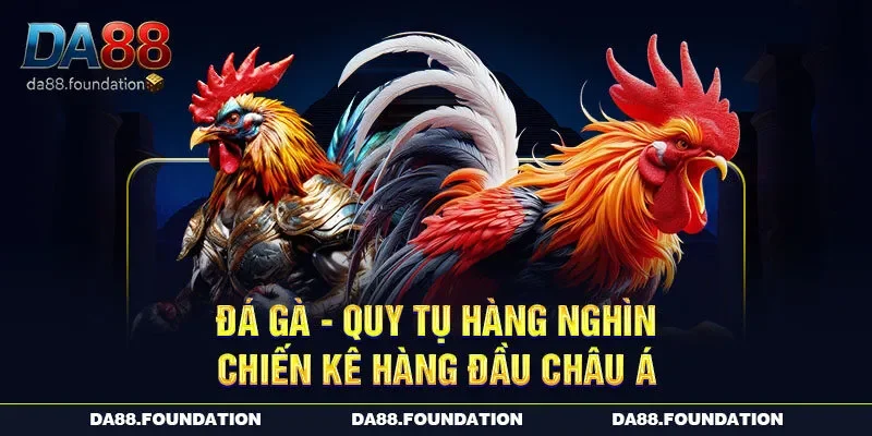 Đá gà - Quy tụ hàng nghìn chiến kê hàng đầu châu Á