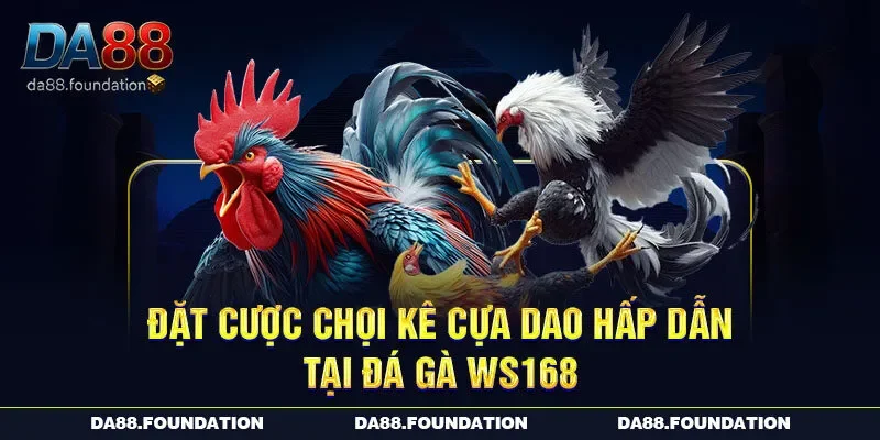 Đặt cược chọi kê cựa dao hấp dẫn tại đá gà WS168 Đặt cược chọi kê cựa dao hấp dẫn tại đá gà WS168